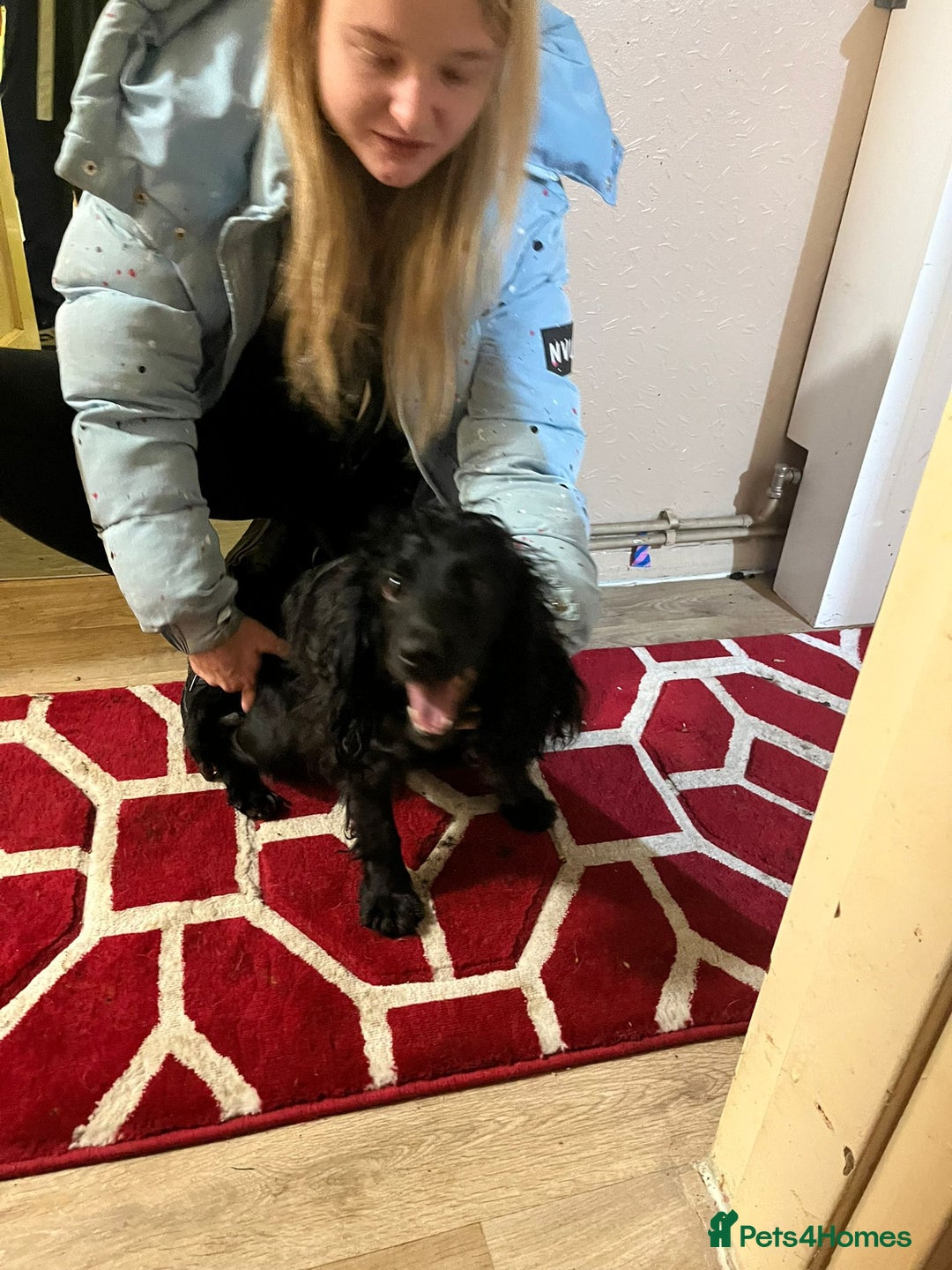 Cockapoo dogs for sale: 2 black stunning girls cockerpoos - Advert 6