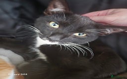 Mixed Breed cats for sale: 3 months old kittens available - Image 5