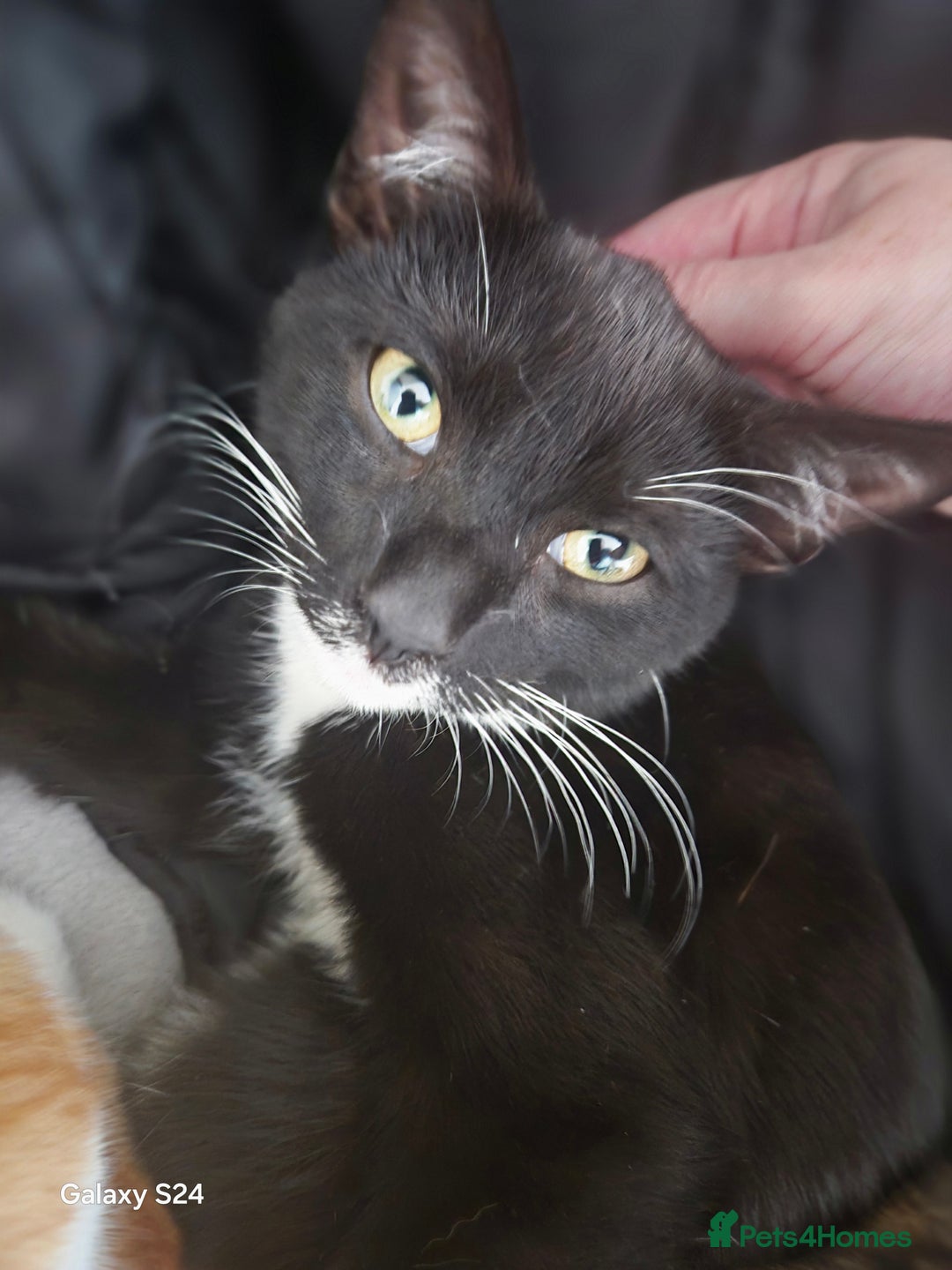Mixed Breed cats for sale: 3 months old kittens available - Image 5