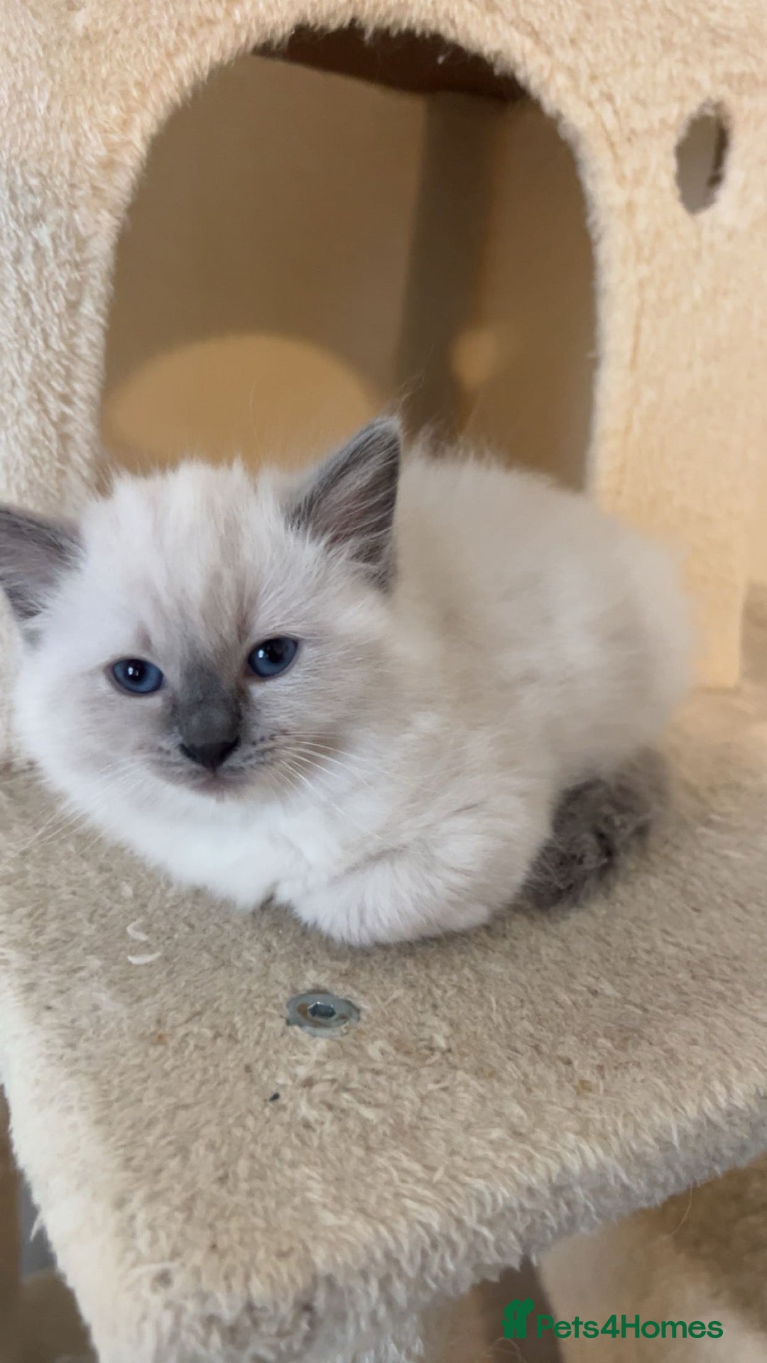 Ragdoll cats Gorgeous Ragdoll Kittens Looking for Loving Homes - Advert 8