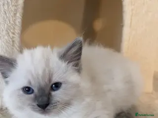 Ragdoll cats Gorgeous Ragdoll Kittens Looking for Loving Homes - Advert 8