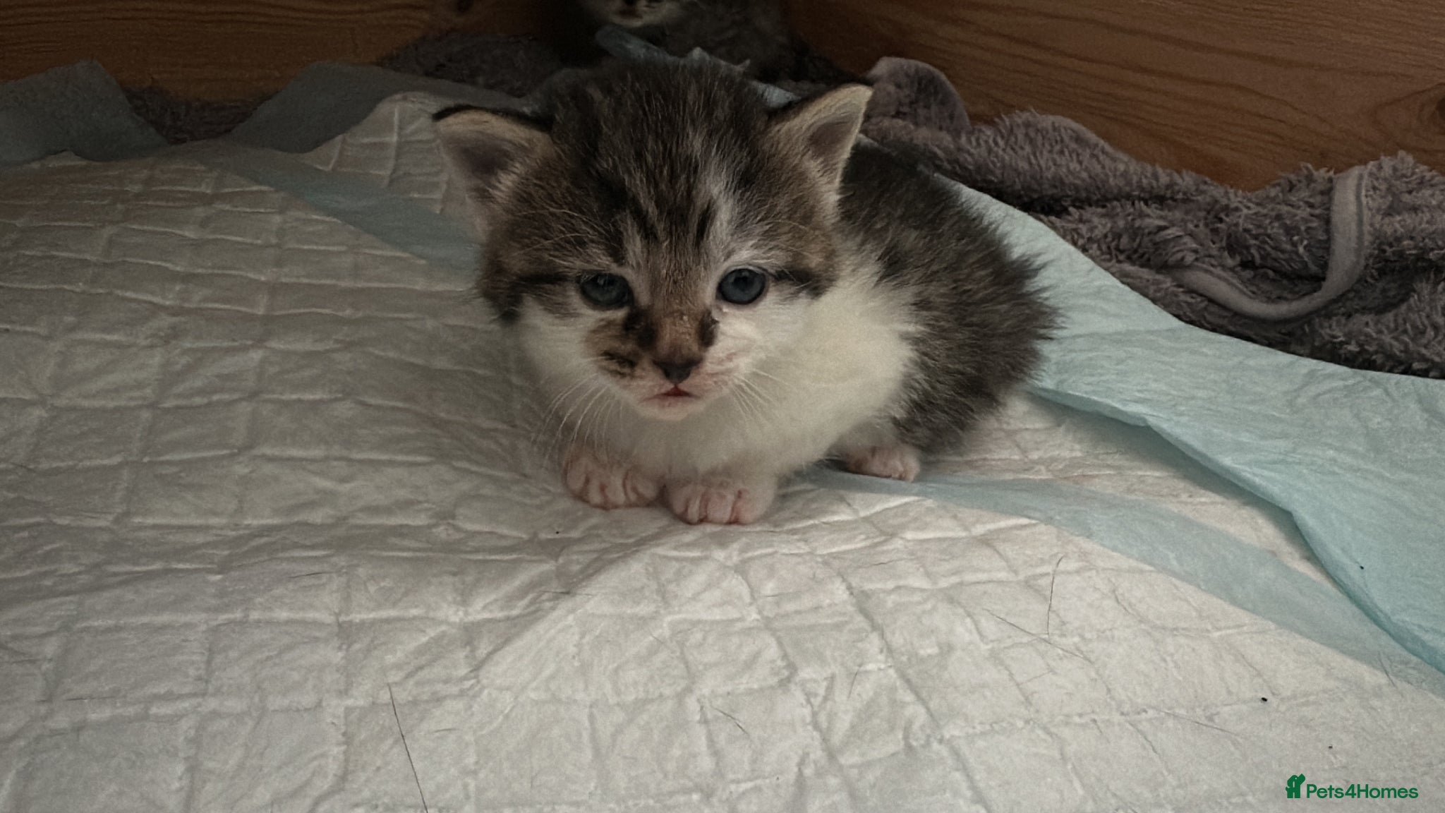Mixed Breed cats Absolutely gorgeous little boy kitten available  - Advert 2