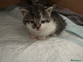 Mixed Breed cats Absolutely gorgeous little boy kitten available - Advert 2