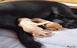 Cocker Spaniel dogs for sale: KC REGISTERED WORKING COCKER SPANIELS  - Image 12