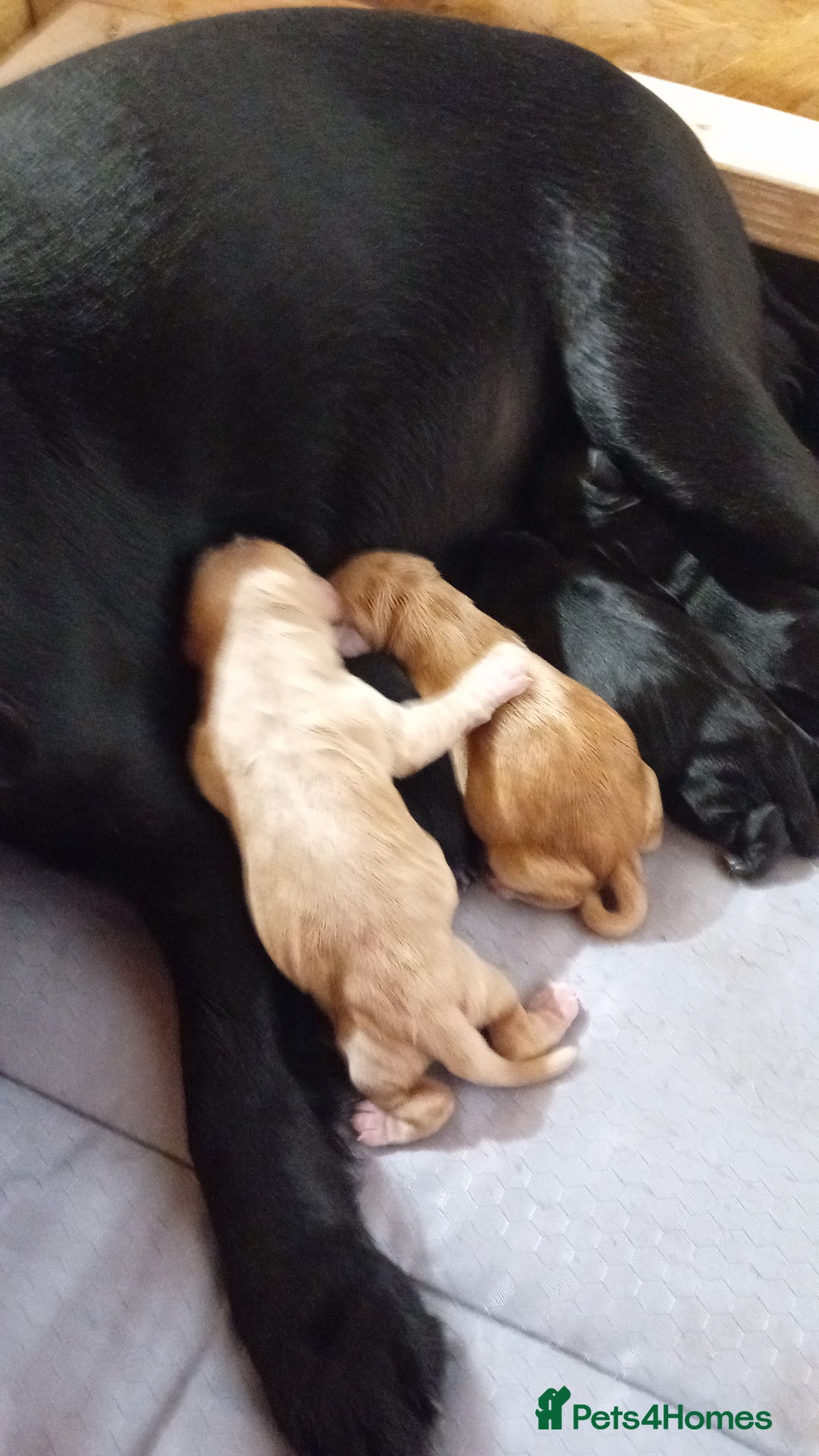 Cocker Spaniel dogs for sale: KC REGISTERED WORKING COCKER SPANIELS  - Image 12