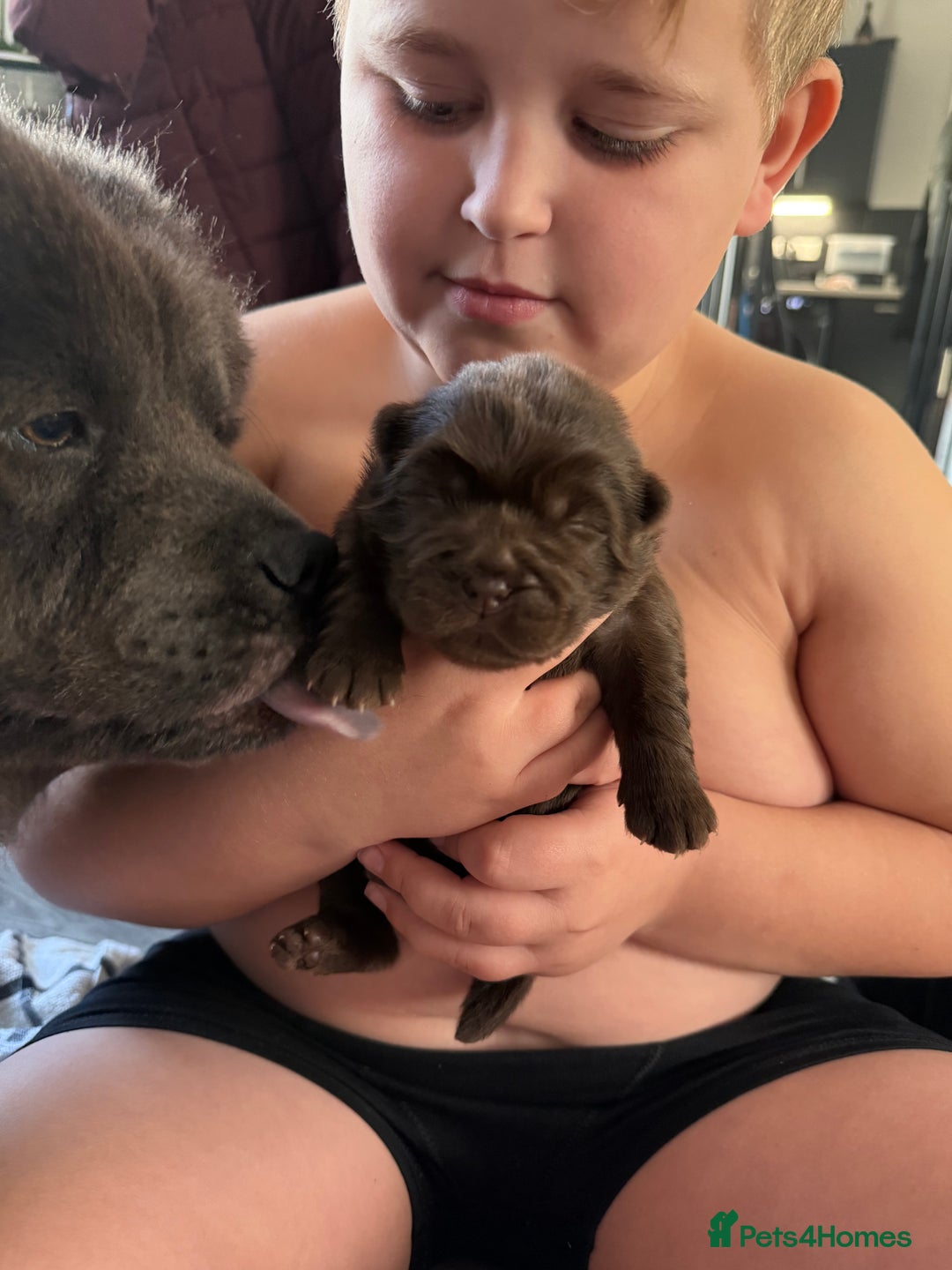 Chow Chow dogs for sale: Kc registered Pure chocolate chow chow puppies - Image 13