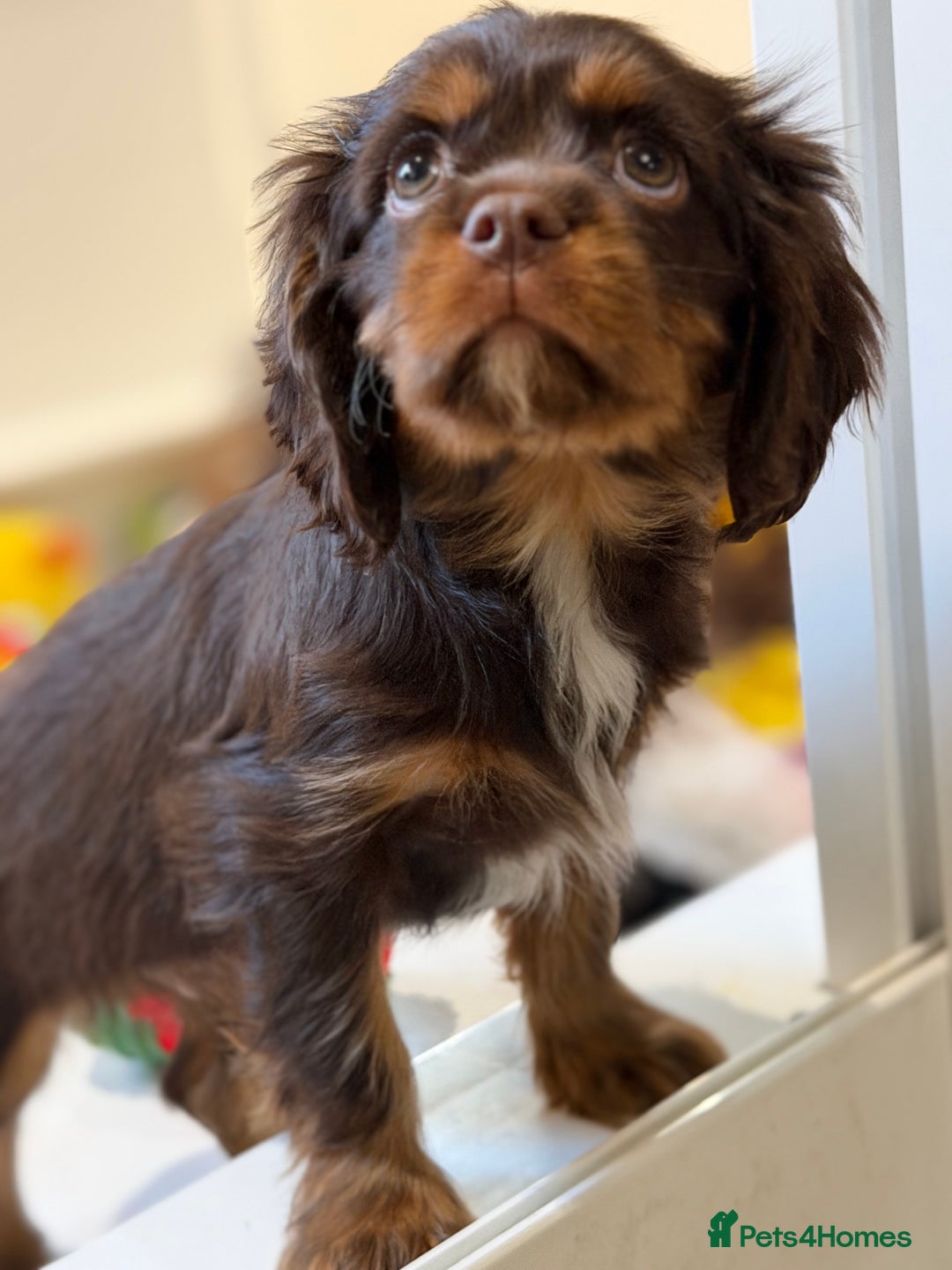 Cavalier King Charles Spaniel dogs for sale: Chocolate and tan Cavalier king charles - Advert 16
