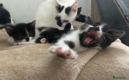 Mixed Breed cats for sale: Beautiful marking very fluffy  - Image 13