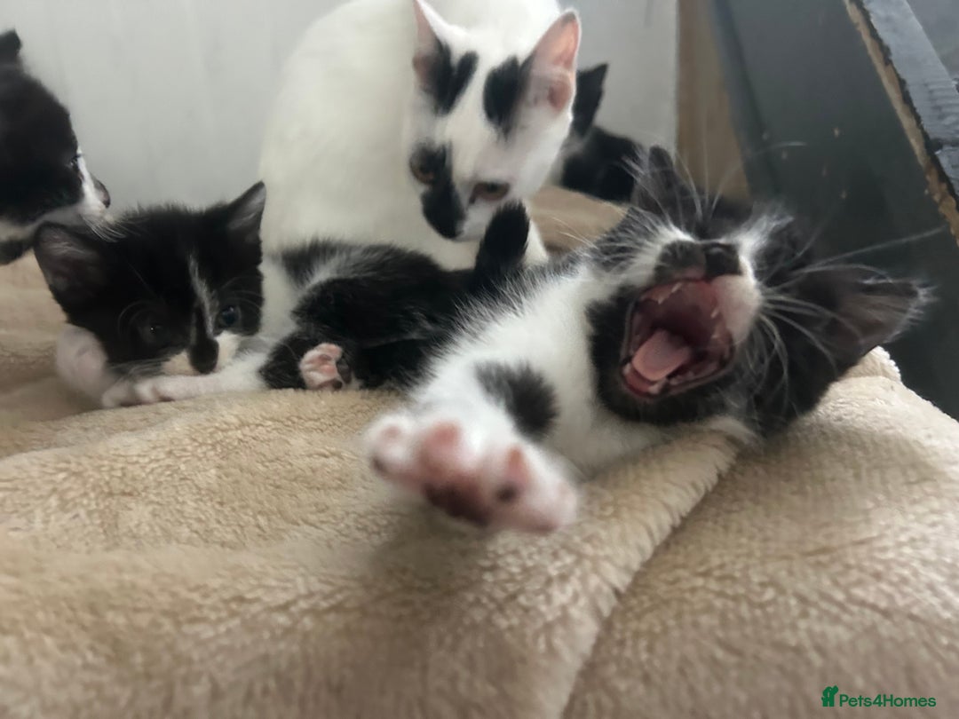 Mixed Breed cats for sale: Beautiful marking very fluffy  - Image 13