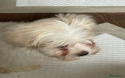 Maltese dogs for sale: Beautiful Maltese puppies ready to go. - Image 13