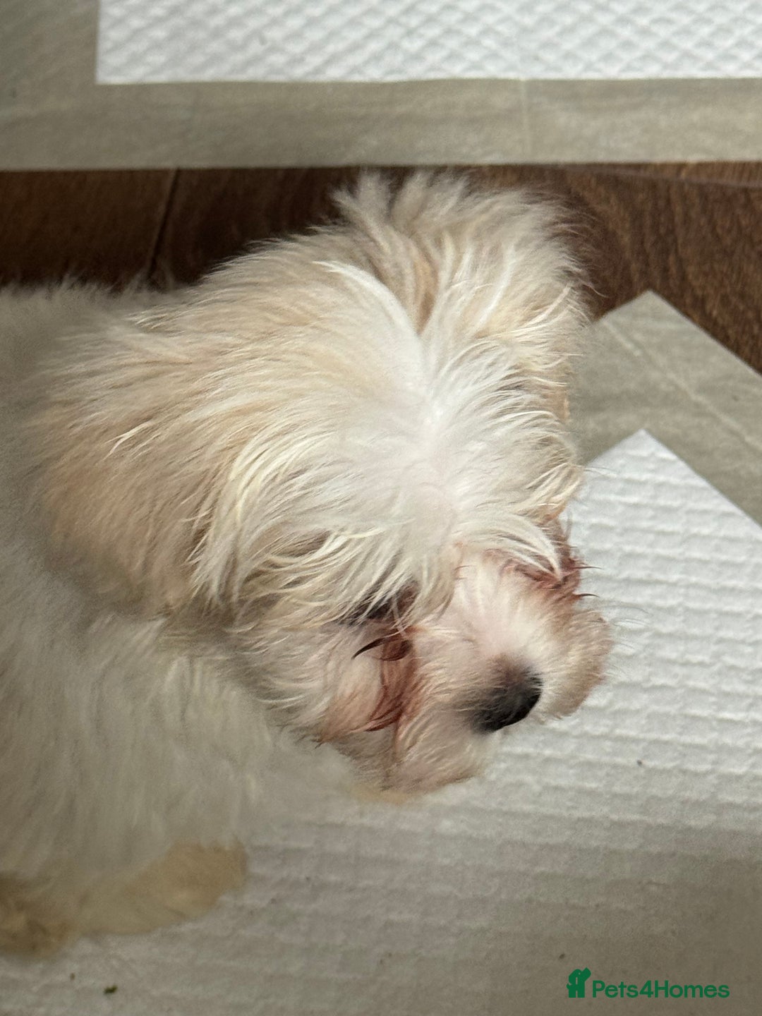 Maltese dogs for sale: Beautiful Maltese puppies ready to go. - Image 13