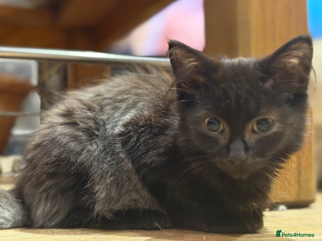 Mixed Breed cats for sale: 2 beautiful female kittens for sale - Image 12