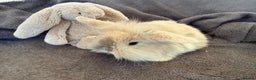 Mixed Breed rabbits for sale: Beautiful friendly baby bunnies ready in 4 weeks  - Advert 30