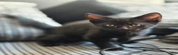 Domestic Shorthair cats for sale: Playful kittens in Rugby - Advert 2