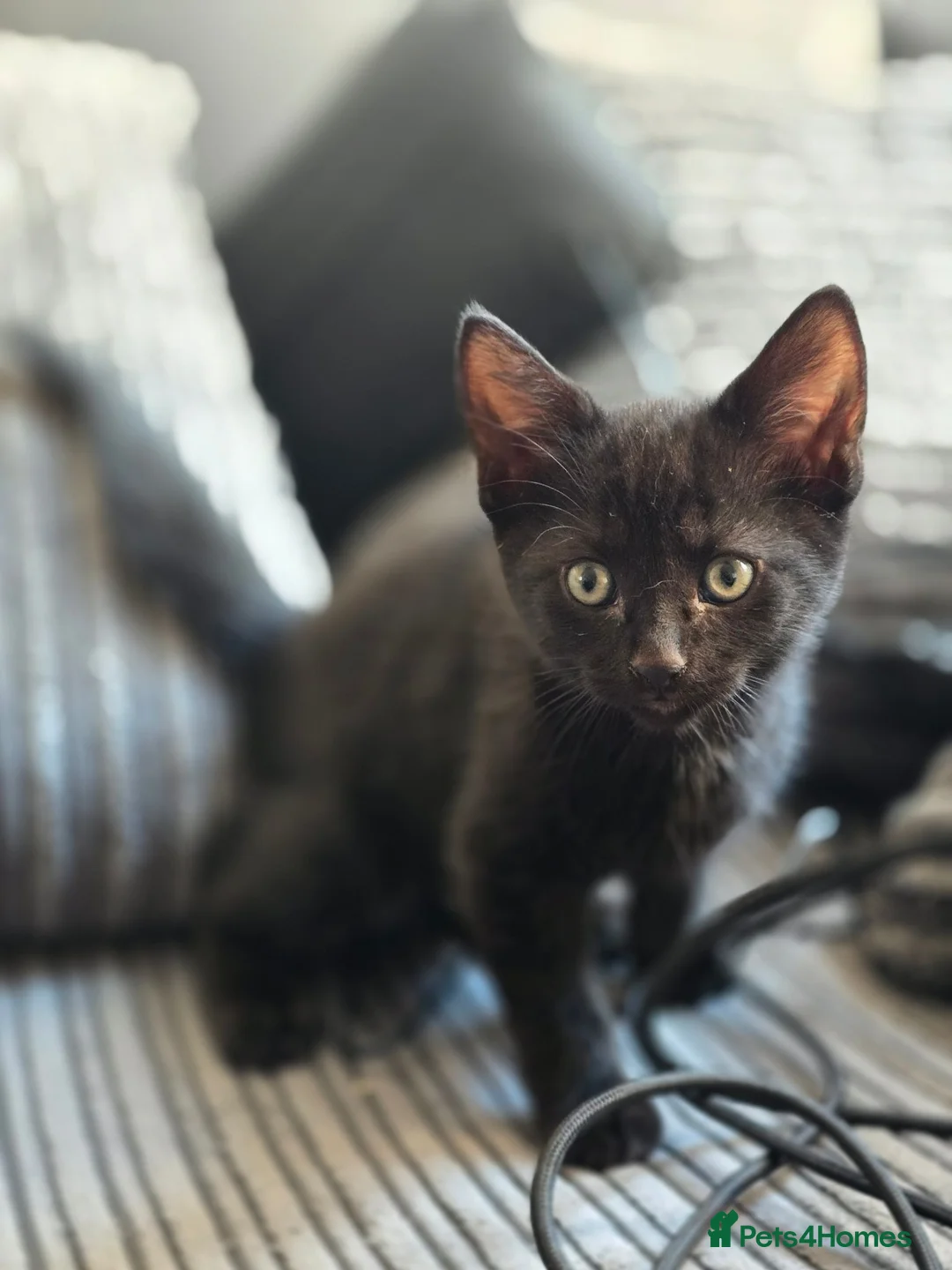 Domestic Shorthair cats for sale: Playful kittens in Rugby - Advert 2