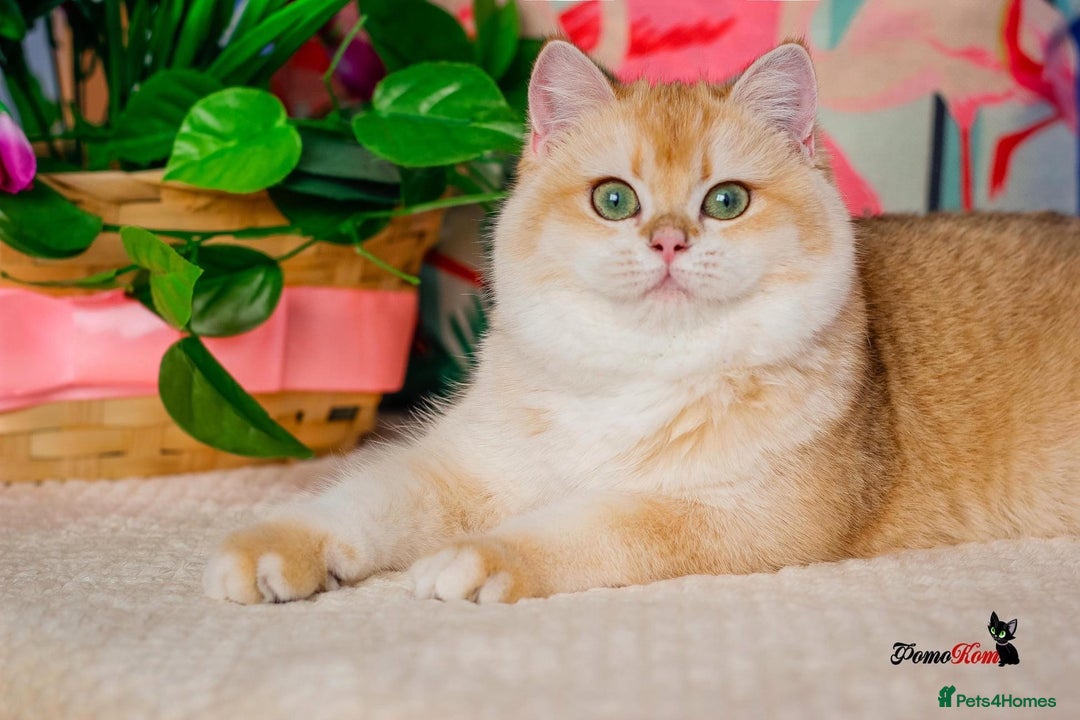 British Shorthair cats for sale: GCCF reg British Shorthair Chocolate Gold Kittens  in London - Image 5