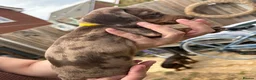 Miniature Dachshund dogs for sale: Miniature dachshunds  - Advert 30