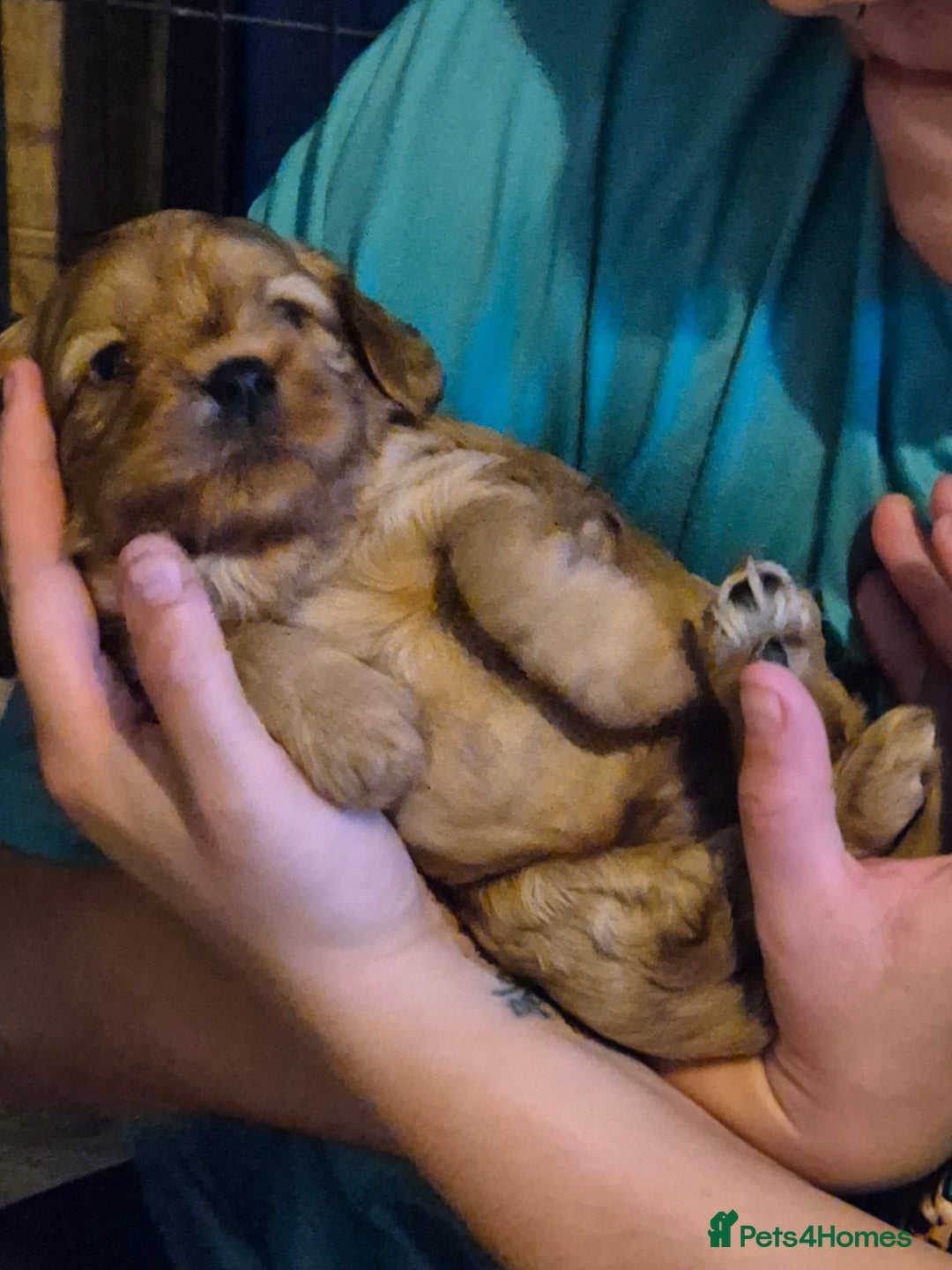 Cavapoo dogs for sale: Cavapoo Puppies (1 LEFT) - Image 7