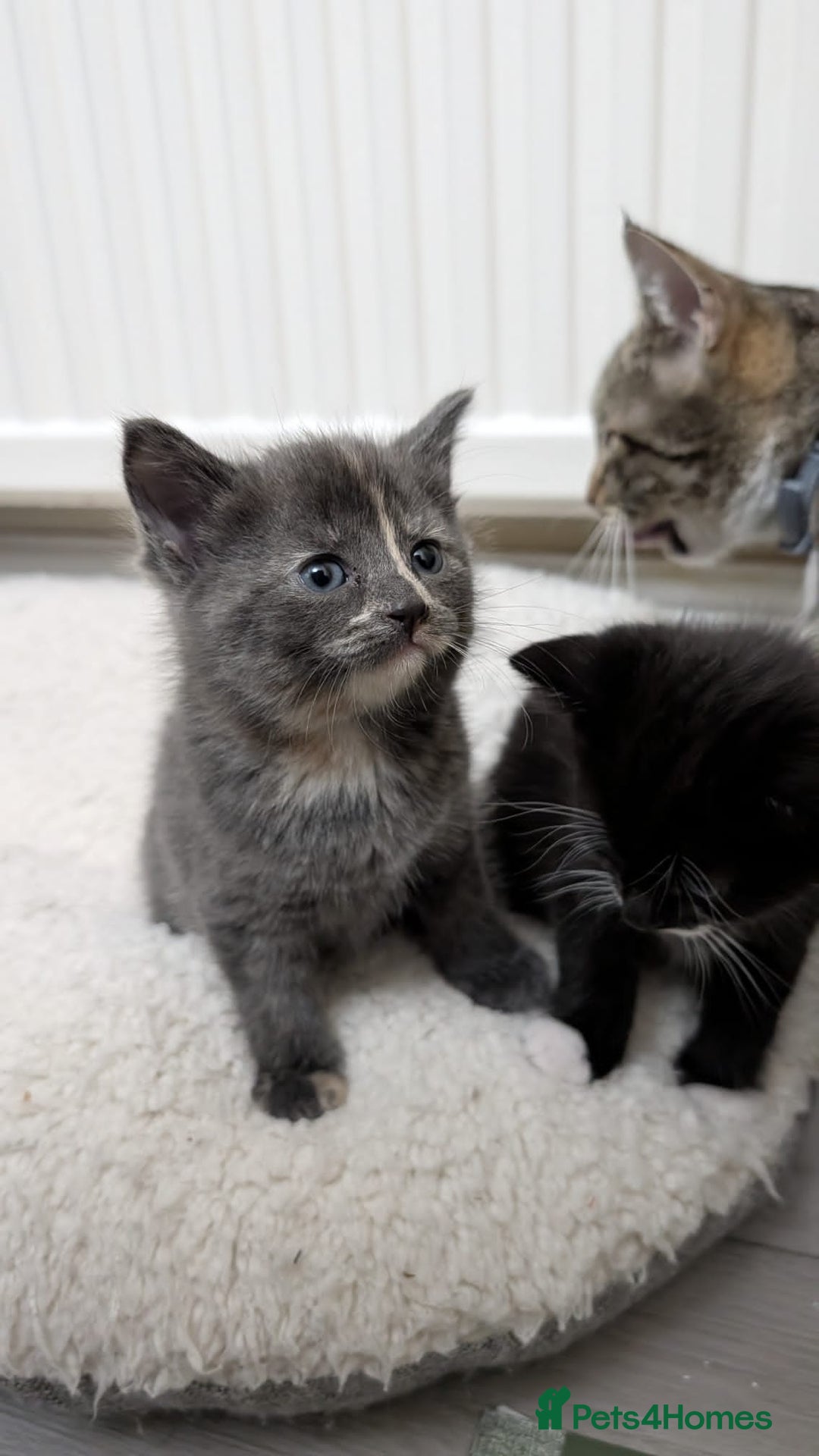 European cats for sale: 4 beautiful kittens for sale - Advert 12