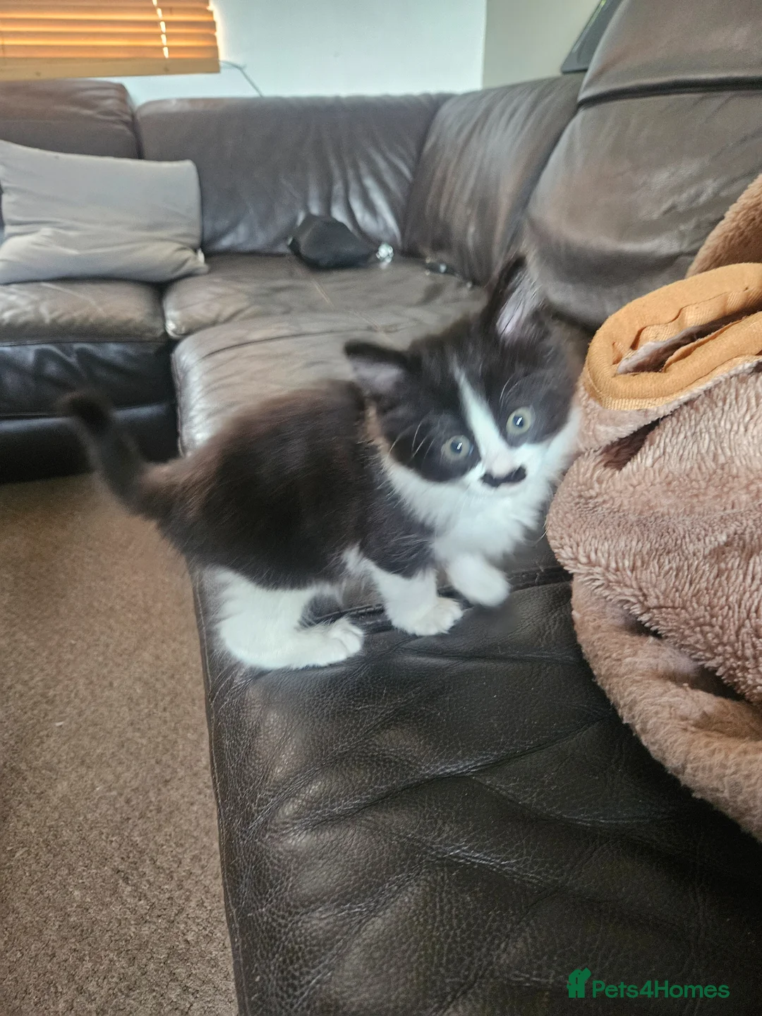 Mixed Breed cats for sale: Long haired Persian cross - Advert 2