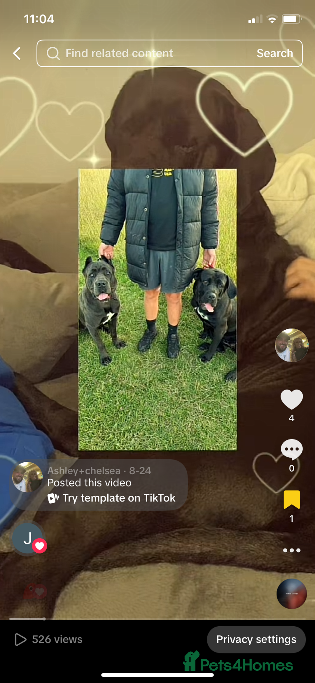 Cane Corso dogs for sale: Beautiful chunky Cane Corso puppies  - Image 14