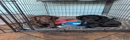 Cocker Spaniel dogs for sale: Working Cocker Spaniels - Advert 12