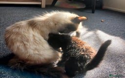 Ragdoll cats for sale: Beautiful kittens - Image 2