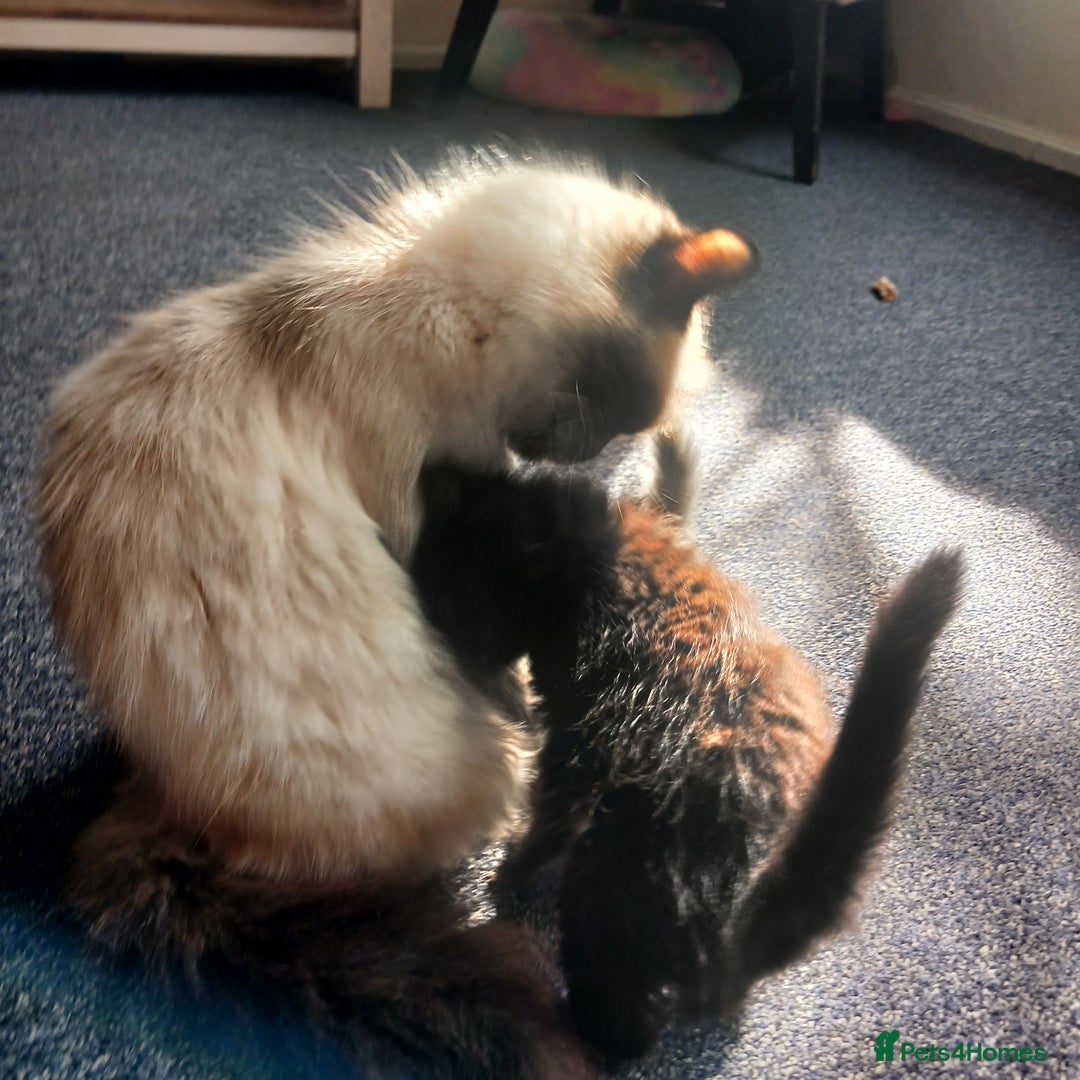 Ragdoll cats for sale: Beautiful kittens - Image 2