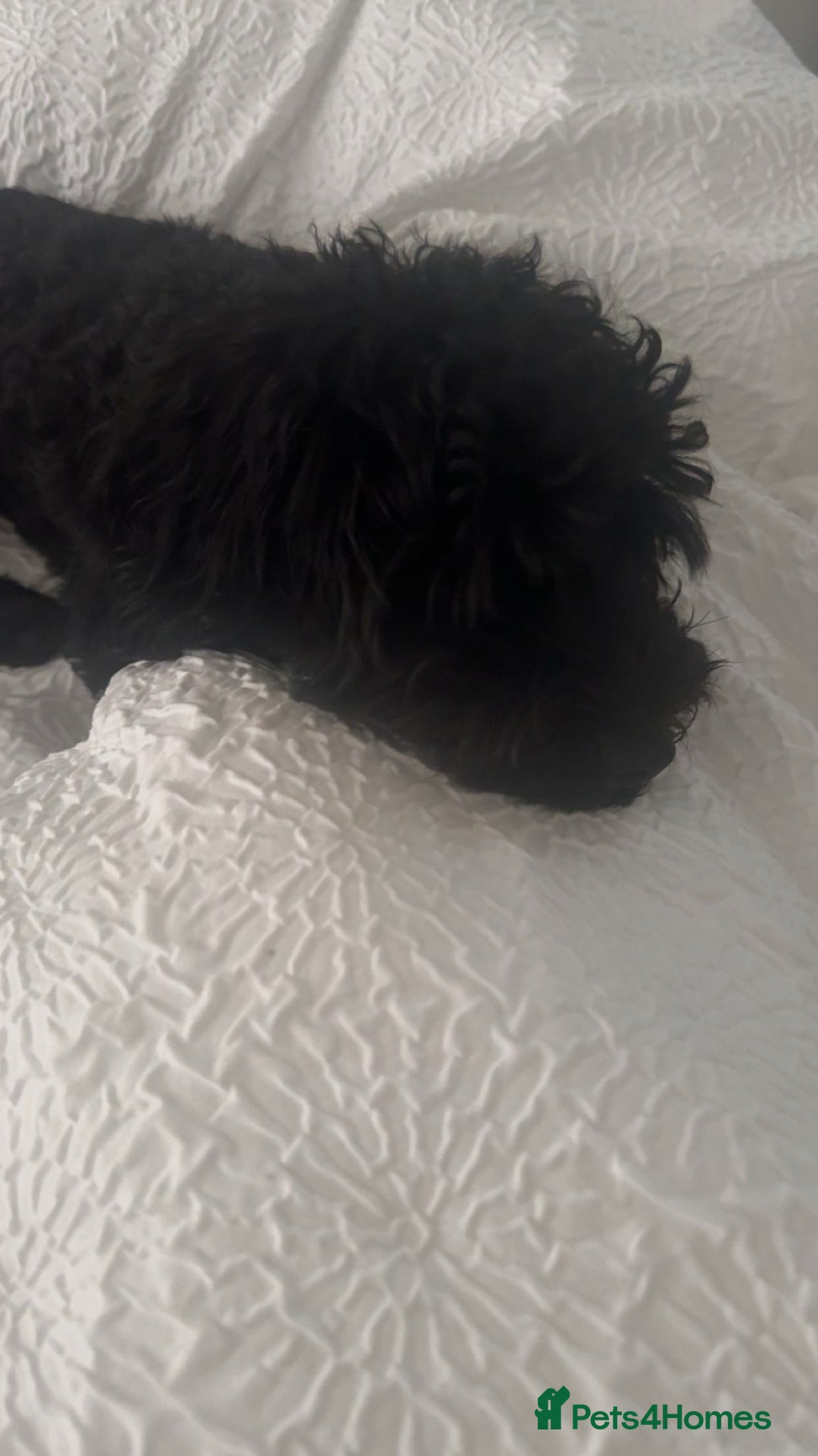 Maltipoo dogs for sale: Maltipoo boy needs a home  - Advert 3