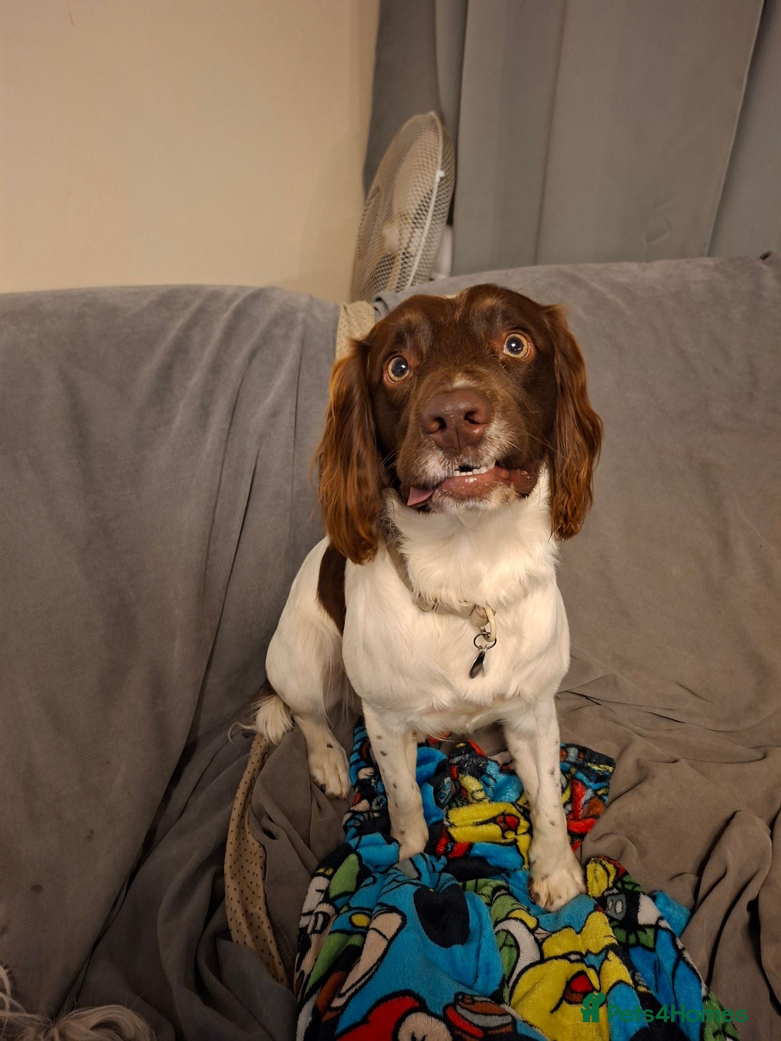 English Springer Spaniel dogs Liver/white PROVEN KC registered springer stud - Advert 5