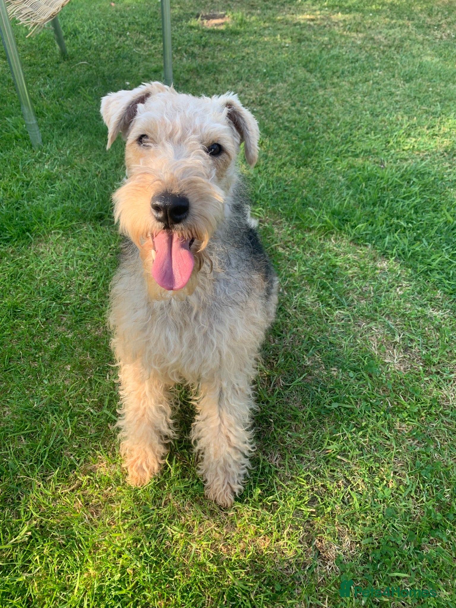 Lakeland Terrier dogs Kc registered Lakeland puppies - Advert 8
