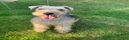 Lakeland Terrier dogs for sale: Kc registered Lakeland puppies in Shaftesbury - Advert 1