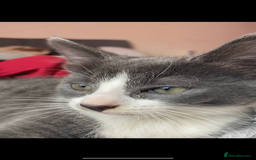 Mixed Breed cats for sale: 🐾 Kittens for Sale – 1 Boy & 1 Girl! 🐾 - Image 7