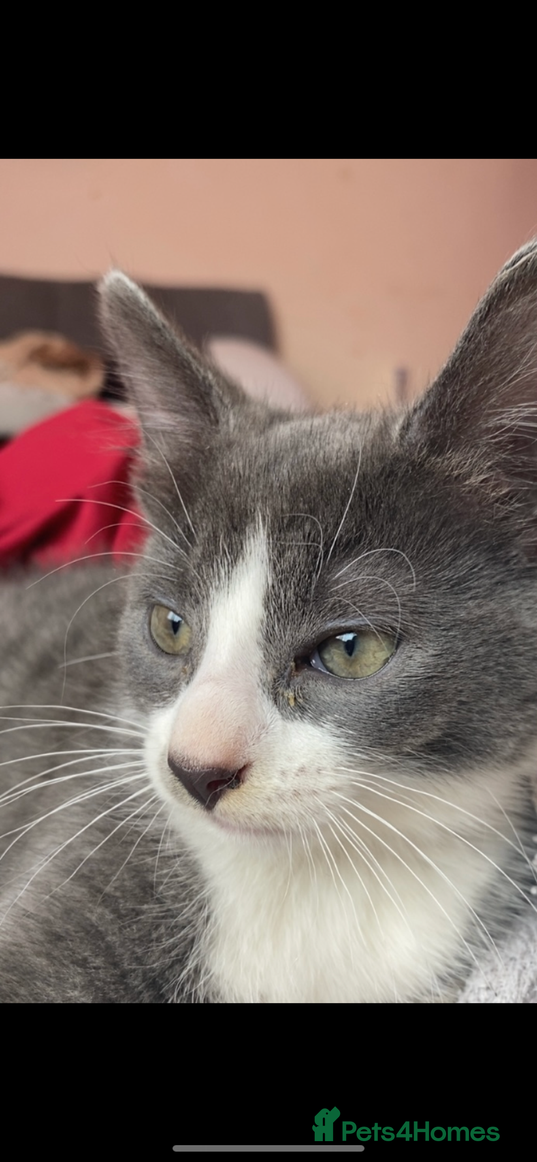 Mixed Breed cats for sale: 🐾 Kittens for Sale – 1 Boy & 1 Girl! 🐾 - Image 7