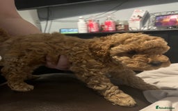 Toy Poodle dogs for sale:  Toy poodle apricot male  - Advert 3