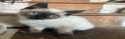 Ragdoll cats for sale: 2 ragdoll boys  - Advert 5