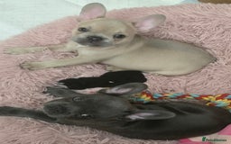 French Bulldog dogs for sale: Ready now Beautiful French bulldog puppies - Image 2