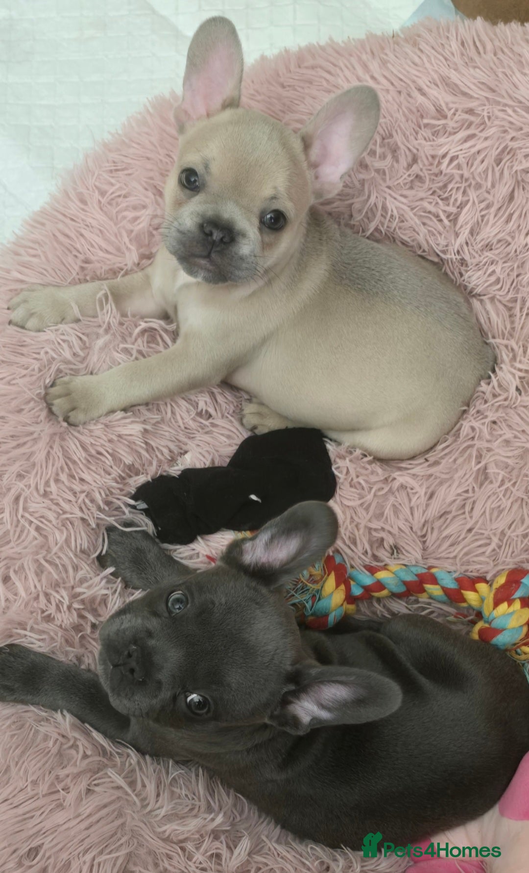 French Bulldog dogs for sale: Ready now Beautiful French bulldog puppies - Image 2