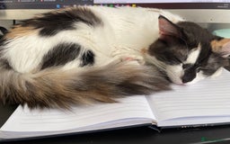 Mixed Breed cats for sale: Loving home needed for this sweet girl - Image 4