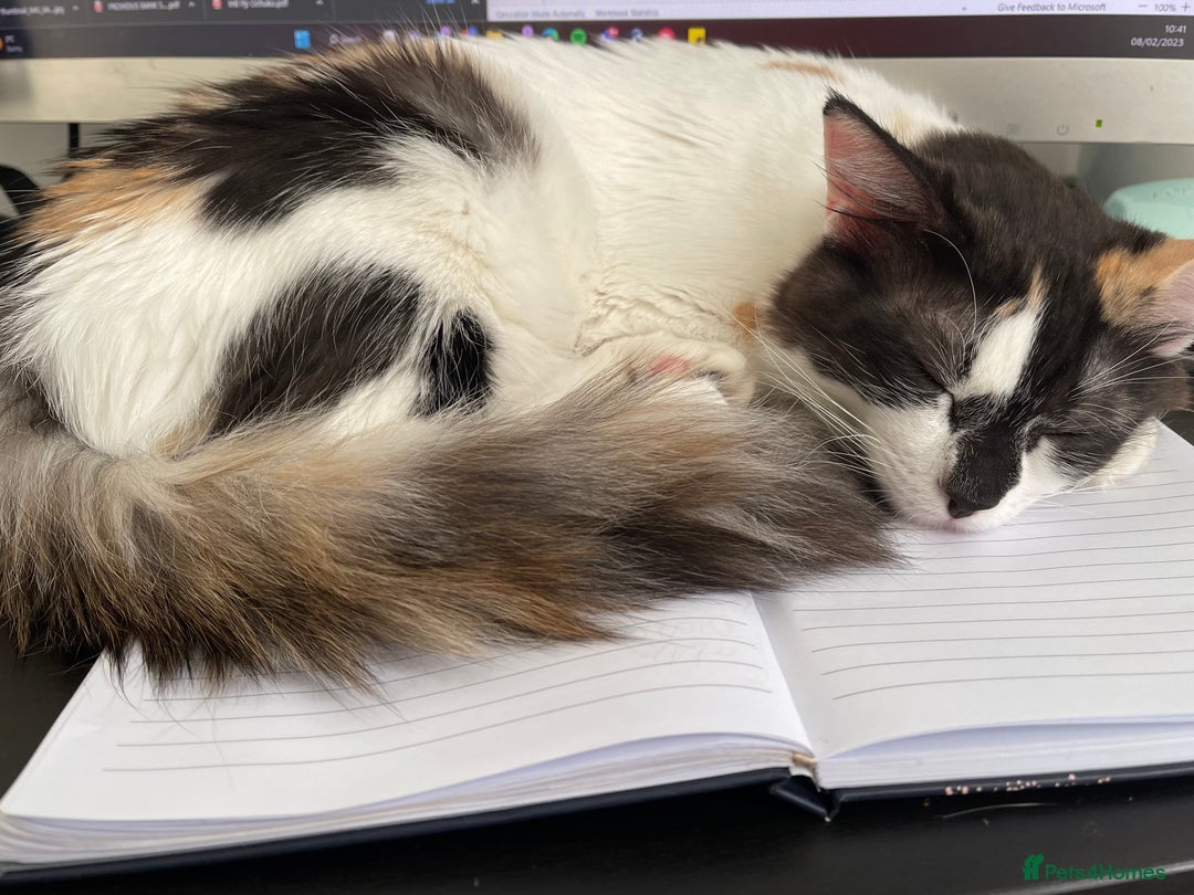 Mixed Breed cats for sale: Loving home needed for this sweet girl - Image 4