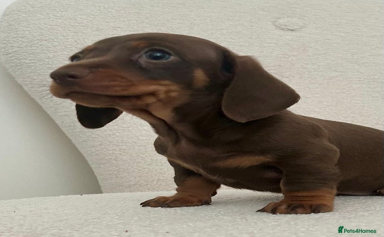 Miniature Dachshund dogs - Advert 3