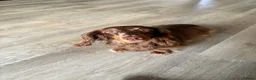 Dachshund dogs for sale: Miniature Dachshund puppies in Tamworth - Advert 5