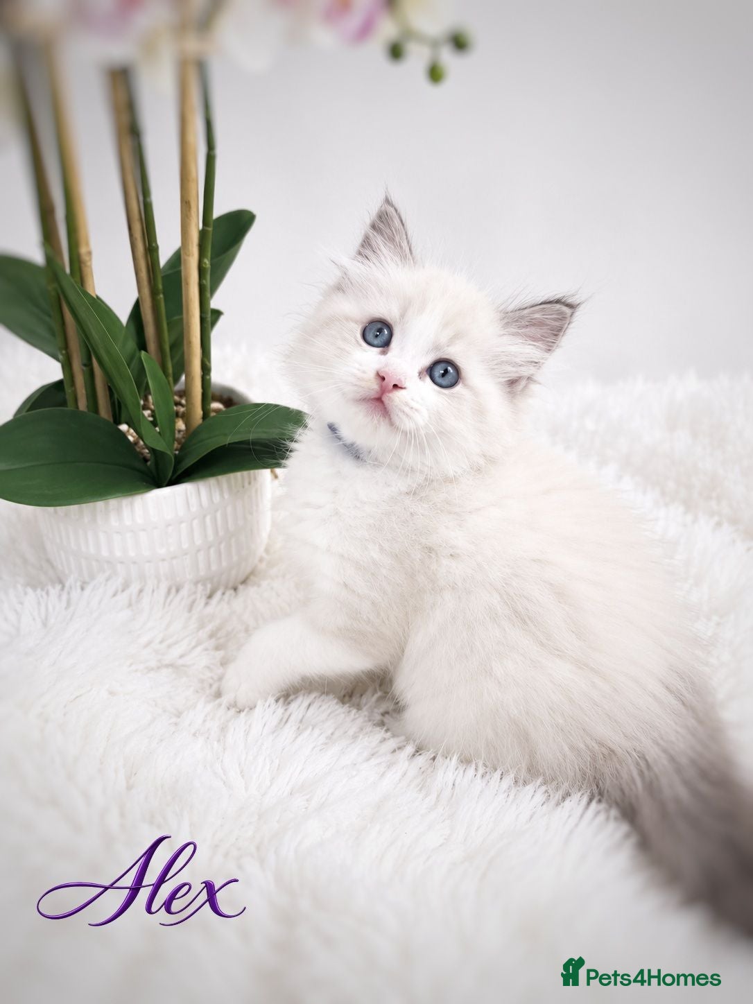 Ragdoll cats 🏆🎖 Premium GCCF Ragdoll Kittens Grand bloodlines - Advert 4