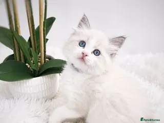 Ragdoll cats 🏆🎖 Premium GCCF Ragdoll Kittens Grand bloodlines - Advert 8