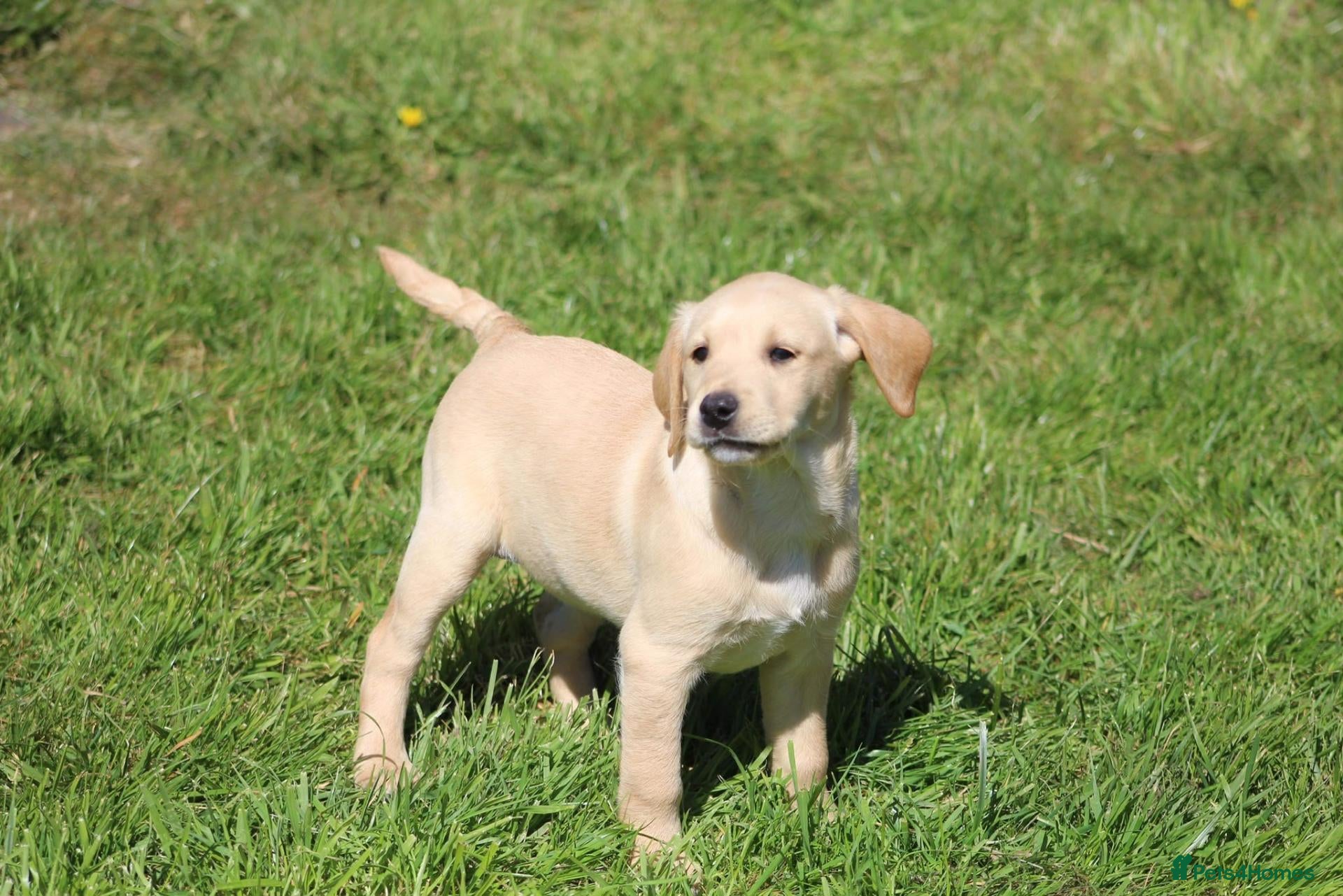 Labrador Retriever dogs Ready to lev.Fetch labrador puppies - Advert 1