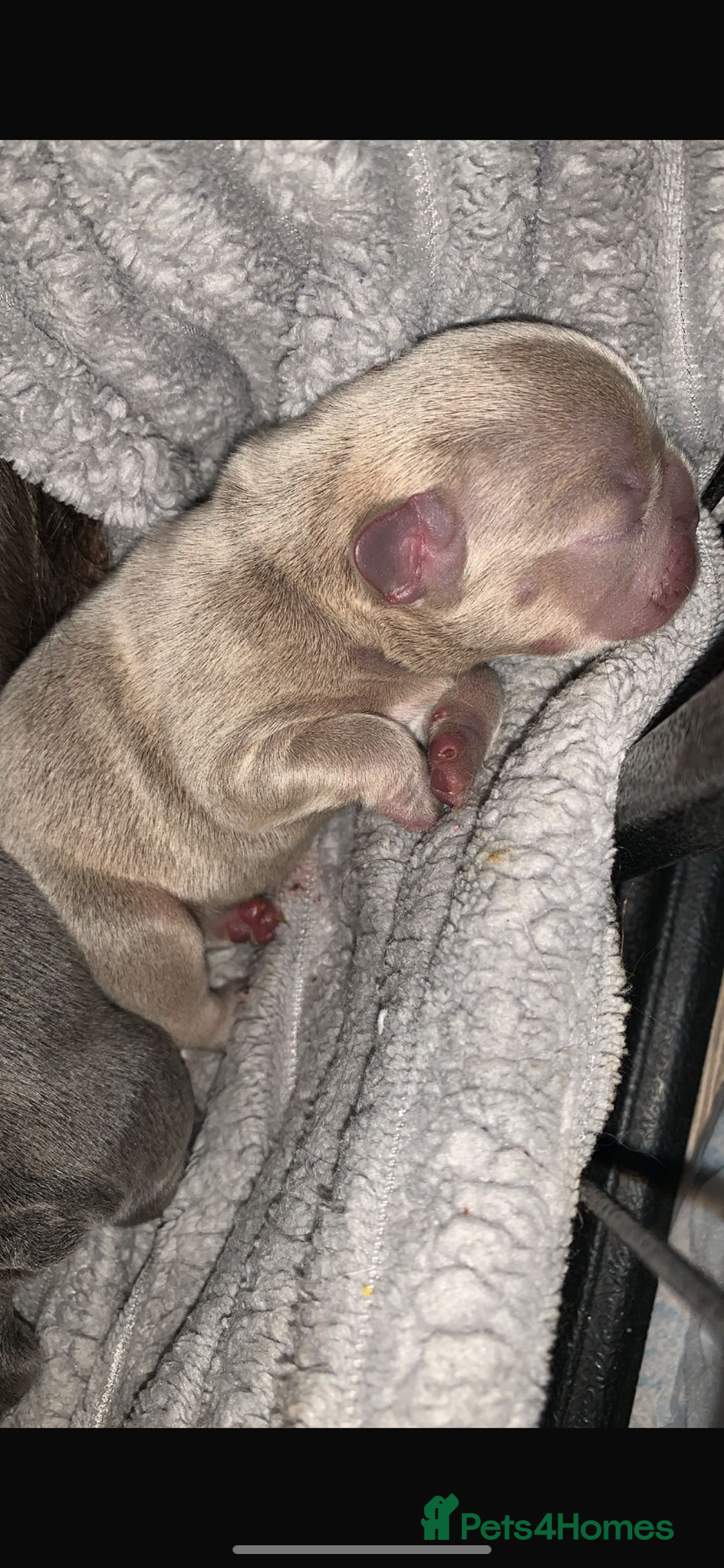 French Bulldog dogs for sale: Fluffy French bulldog newshade Isabella  - Advert 6