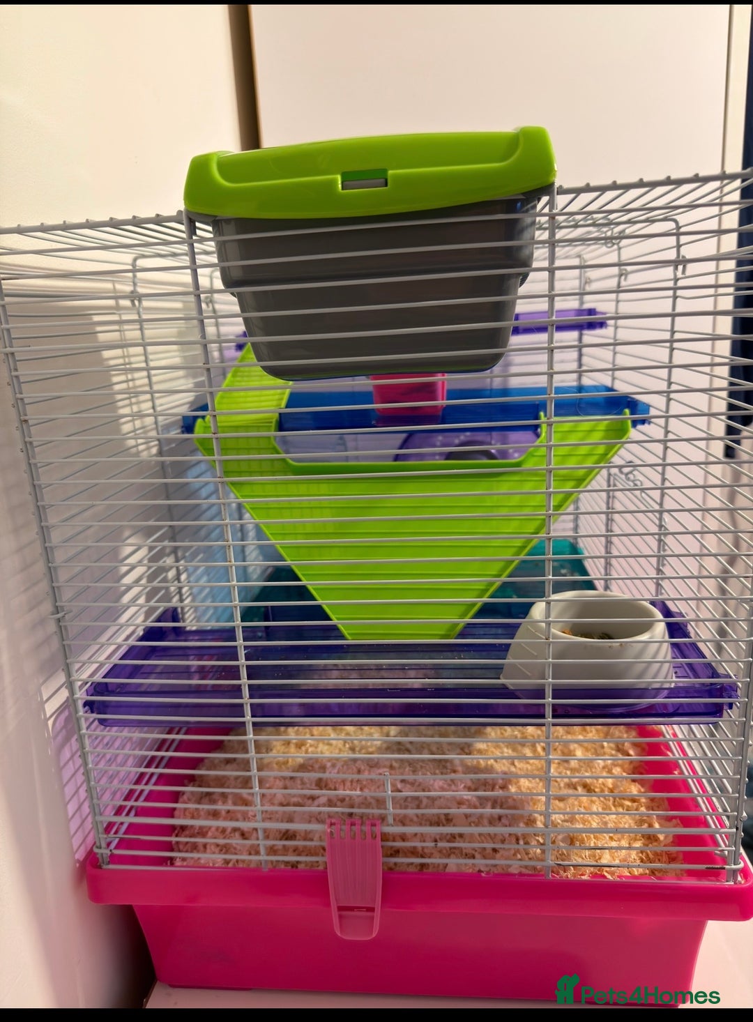 Hamster rodents for sale: Two Robovski Hamsters With Cage - Advert 4