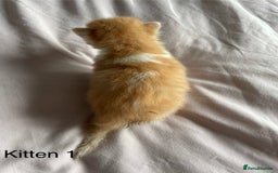 Ragdoll cats for sale: Ragdoll Kittens  - Image 3