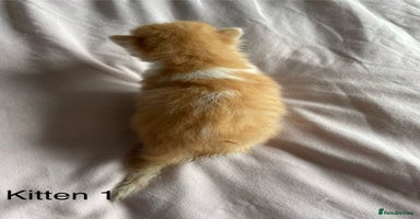 Ragdoll cats - Advert 10