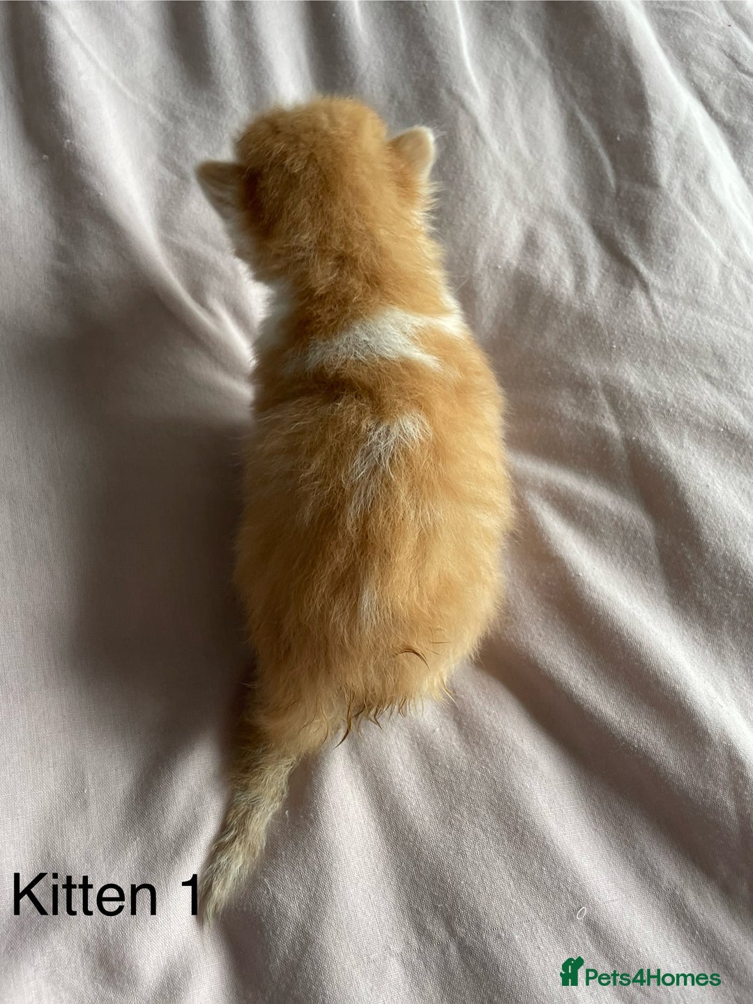 Ragdoll cats for sale: Ragdoll Kittens  - Image 3